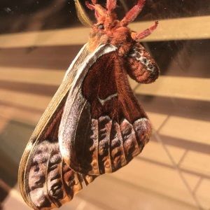 Meet your Posher, Natalie